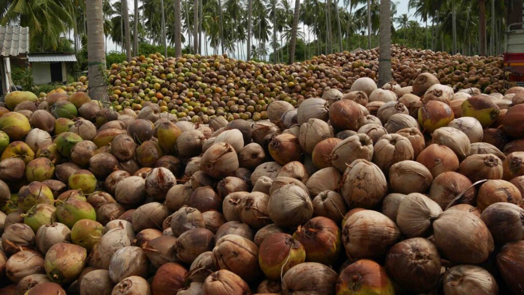 Coconut oil - east agro